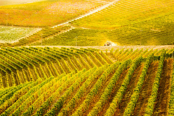 Fototapeta premium 15 October 2019. Vineyards in Piedmont region, Italy