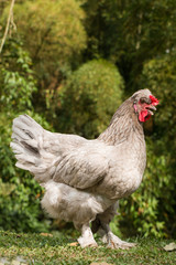 chicken  in the farm. farm animal standing on the grass. farm food production