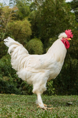 rooster in the farm
