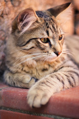 Beautiful young cat looking away