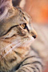 Close up profile of cat