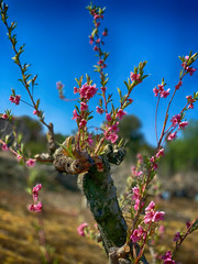 spring flowering nectarine