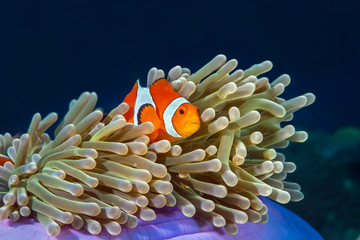 Fototapeta na wymiar Western Clown Anemone Fish swim in its anemone.