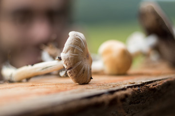 Detail of hallucinogenic mushrooms