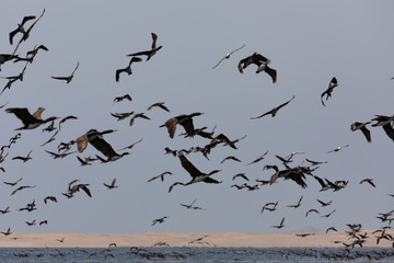 Birds in the National Park in Pisco, Peru