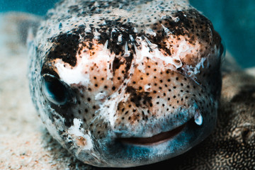 Colourful puffer fish © Cesar Caprioli