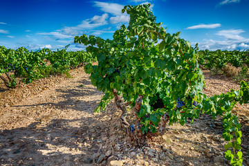 Fototapeta na wymiar vineyard landscape in summer in Spain