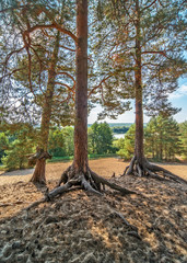 Pine trees on sand dunes against a blue sky. The Oka river is visible through the trees. Sunny day. Old roots rise from the sand.
