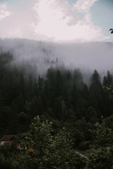Naklejka na ściany i meble pine forest in the fog in mountains