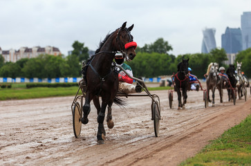 racetrack horse racing jockey approaching the finish line, sports with horses, riding a stallion