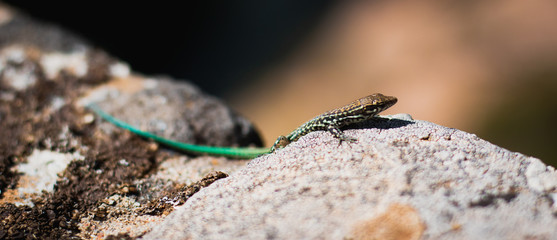Green small lizard on a rock