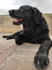 black dog resting on the floor.