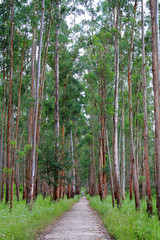 Forest Safari Path