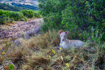 hunting dog puppy in the bush
