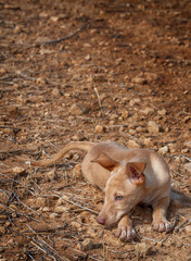 hunting dog puppy in the dry field