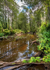 Summer landscape with an old overgrown pond. Nature in the vicinity of Valdai.