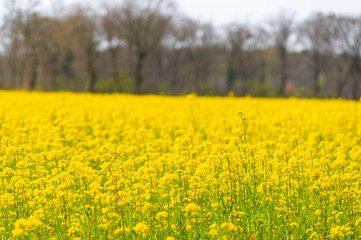 Obraz premium a field of rapeseed shines bright yellow in the spring sun