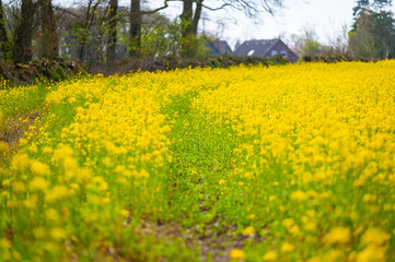 Fototapeta premium a field of rapeseed shines bright yellow in the spring sun