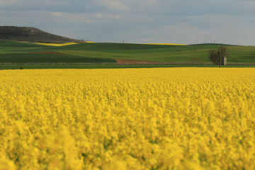 Campo de colza en época de floración