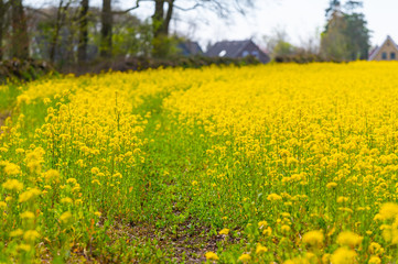 Obraz premium a field of rapeseed shines bright yellow in the spring sun