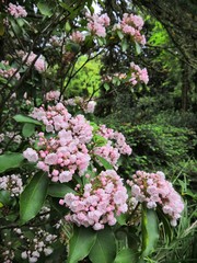 Obraz premium Small pale pink flowers on a bush in the garden