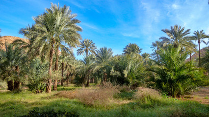Fototapeta na wymiar Palm trees in the Ghardaïa Oasis