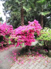 Bright pink flowers in a botanical garden