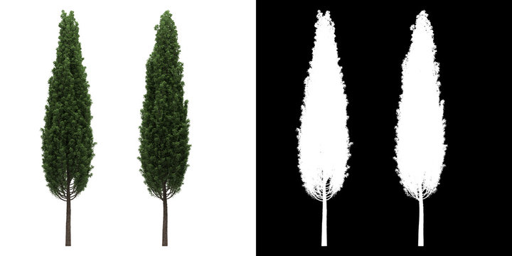 Fastigate Tree Shape รูปภาพFastigiata – เลือกดูภาพถ่ายสต็อก เวกเตอร์ และวิดีโอ434 | Adobe Stock
