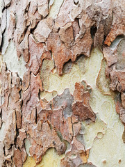 The texture of the tree bark. Macro.