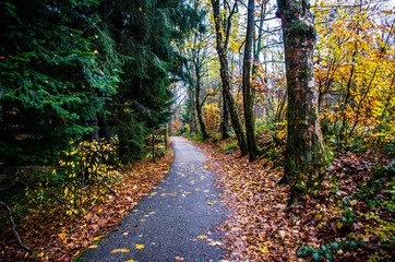 Stamm und Zweig eines Baumes in einem deutschen Wald der geborsten ist von einem Sturm