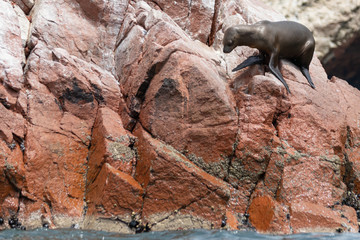 Seals in the National Park of Seals in Pisco, Peru