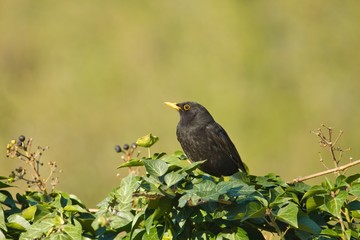 Eine männliche Amsell sitzt im Frühling bei Sonnenschein am Nachmittag isoliert auf einer Efeu Hecke, turdus merula