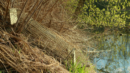 Trap cage on european beaver in bushes on river bank. illegal hunting removal hunter. Camouflaged in the bushes of plants and shrubs. Hunting catching bait. Traps are catch pests, bait empty box © Tomas Vynikal