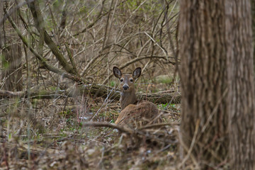 White-tailed deer in a forest in spring with newly emerging green vegetation.