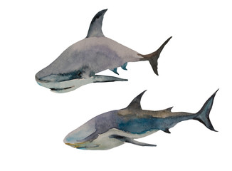 Watercolor of two sharks in different poses. Original hand painted art isolated on white background