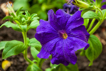 Tender blue petunia flowers are blossom in the garden on the dark background
