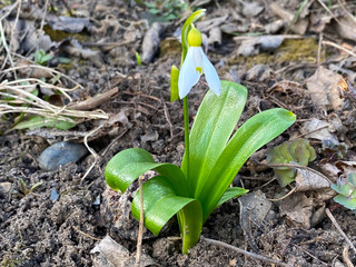 beautiful white snowdrop in spring on blurred background
