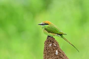 Green bee eater