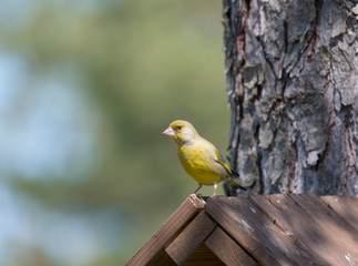 Close up male European greenfinch, Chloris chloris sits on top of nesting box, birdhouse at larch tree trunk. Chloris chloris is passerine bird in the finch family Fringillidae. Copy space
