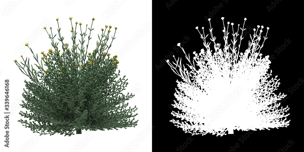 Canvas Prints left view of tree (santolina) png with alpha channel to cutout 3d rendering