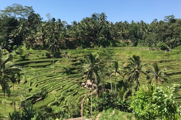 Fototapeta na wymiar Rice fields on terraced in Philipines