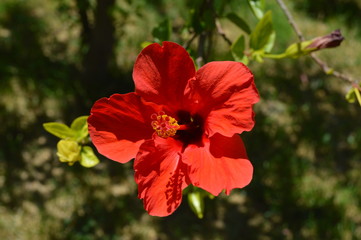 red flower