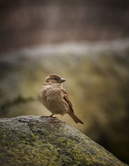 Sparrow perched on a granite rock on a soft unfocused background. House sparrow.