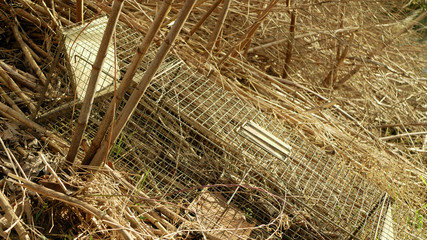 Trap cage on european beaver in bushes on river bank. illegal hunting removal hunter. Camouflaged in the bushes of plants and shrubs. Hunting catching bait. Traps are catch pests, bait empty box