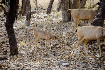 Deer at Ranthambhore nationalpark