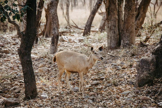 Deer at Ranthambhore nationalpark