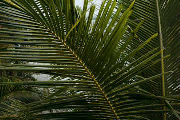 Obraz na płótnie Canvas Palm Tree Leaves 