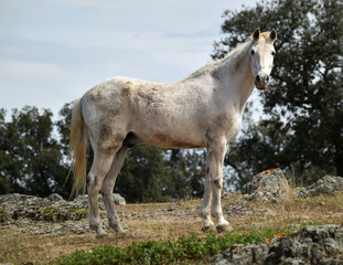 Naklejka na ściany i meble spanish beautiful horse on the field