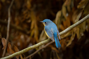 Tickels Blue Flycatcher