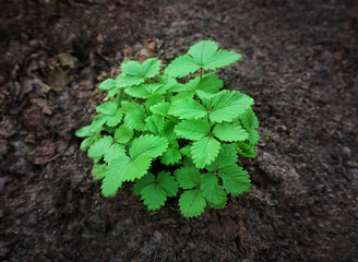 Young strawberry bushes grow in a garden